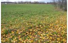 Property photo 30 - 80 Acres & Home - Property Offered in 4 Tracts from 2.3 to 30.0 Acres